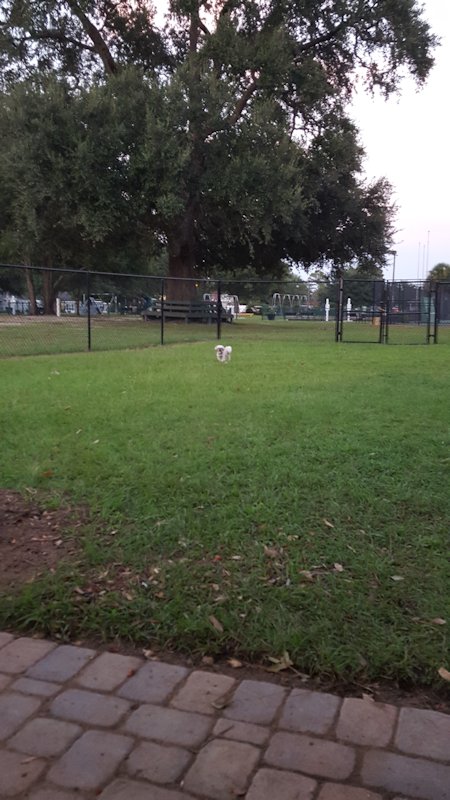 For your four legged friends!